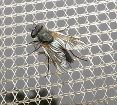 Symphoromyia