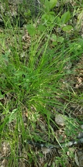 Carex ericetorum
