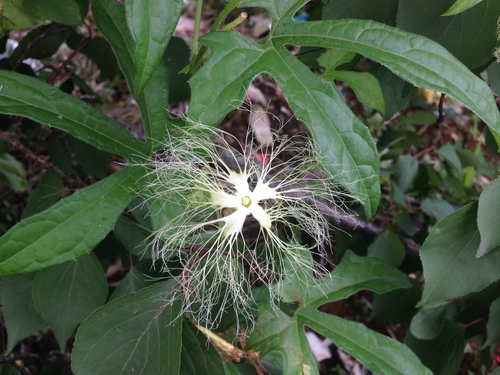 Trichosanthes laceribracteata iNat (1)