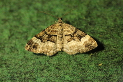 Xanthorhoe biriviata