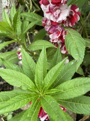 Balsaminaceae