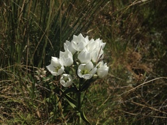 Gentianeae