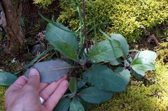 Hieracium lepidulum