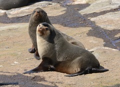 Arctocephalus tropicalis