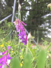 Vicia tenuifolia