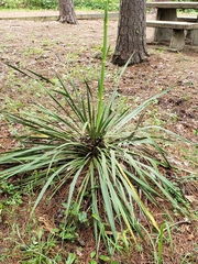 Yucca louisianensis