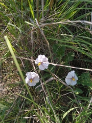 Lycianthes peduncularis