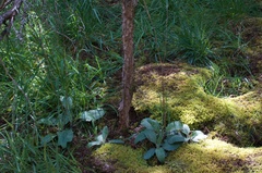Hieracium lepidulum