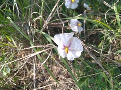 Lycianthes peduncularis