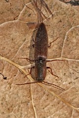 Leptoschema protractus