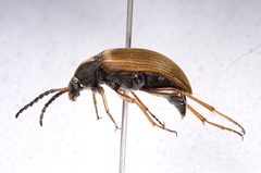 Pseudocistela brevis