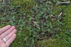 Leptinella squalida