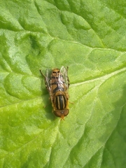 Parhelophilus integer