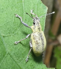 Litostylus