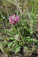 Pedicularis dasystachys