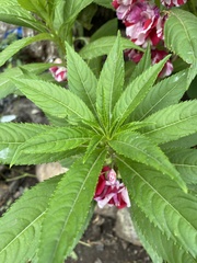 Balsaminaceae