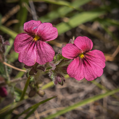 Jamesbrittenia breviflora