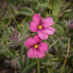 Jamesbrittenia breviflora