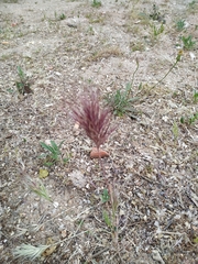 Bromus rubens