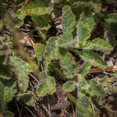 Jamesbrittenia breviflora