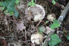 Calocybe