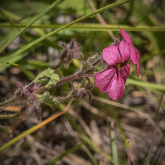 Jamesbrittenia breviflora