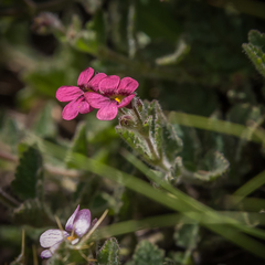Jamesbrittenia breviflora