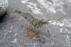 Glass Shrimp - Photo (c) d_kluza, some rights reserved (CC BY-NC-ND), uploaded by d_kluza