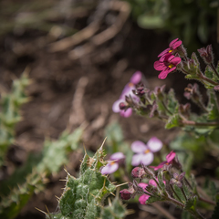 Jamesbrittenia breviflora