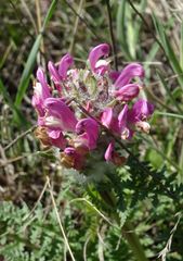 Pedicularis dasystachys