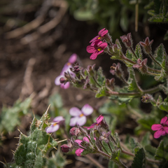 Jamesbrittenia breviflora