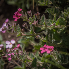 Jamesbrittenia breviflora