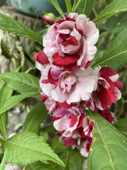 Balsaminaceae