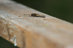 Leucorrhinia rubicunda