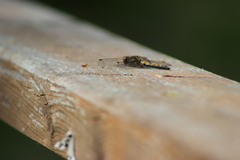 Leucorrhinia rubicunda