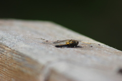 Leucorrhinia rubicunda