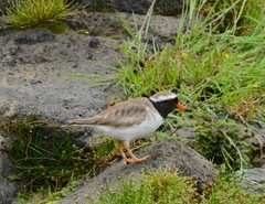 Thinornis novaeseelandiae