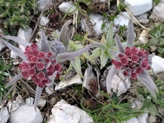 Cynoglossum magellense