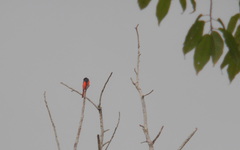 Pericrocotus brevirostris