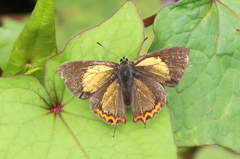 Heliophorus brahma