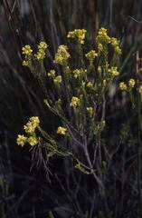 Passerina galpinii