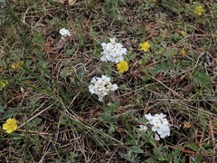 Noccaea cochleariformis