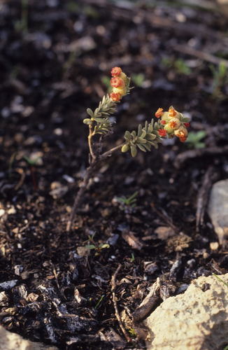 Image of Hermannia trifoliata by (c) Tom Lloyd Evans, some rights reserved (CC BY-SA)
