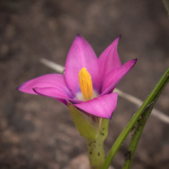 Romulea camerooniana