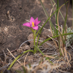 Romulea camerooniana