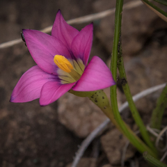 Romulea camerooniana