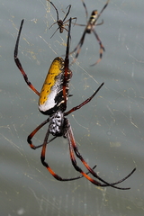 Trichonephila inaurata madagascariensis