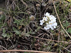 Noccaea cochleariformis