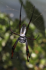 Trichonephila inaurata