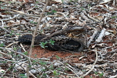 Caprimulgus madagascariensis